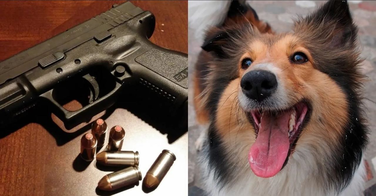 Exsargento provoca la trágica muerte de una perrita tras dispararle a sangre fría