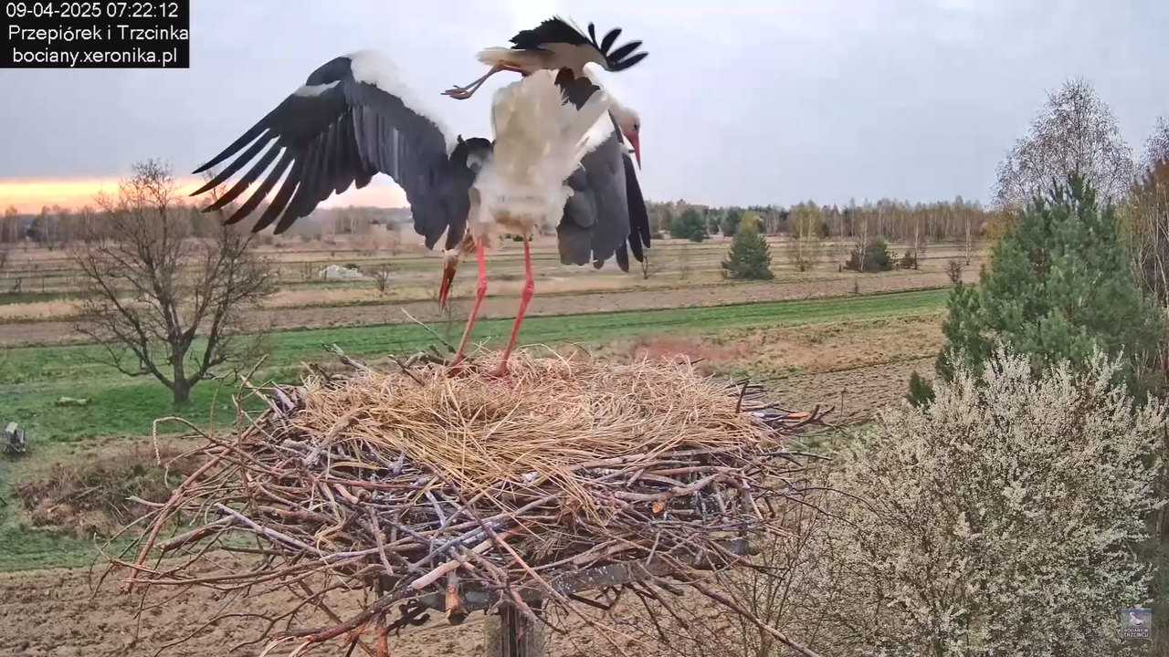 09042025bociany_28
