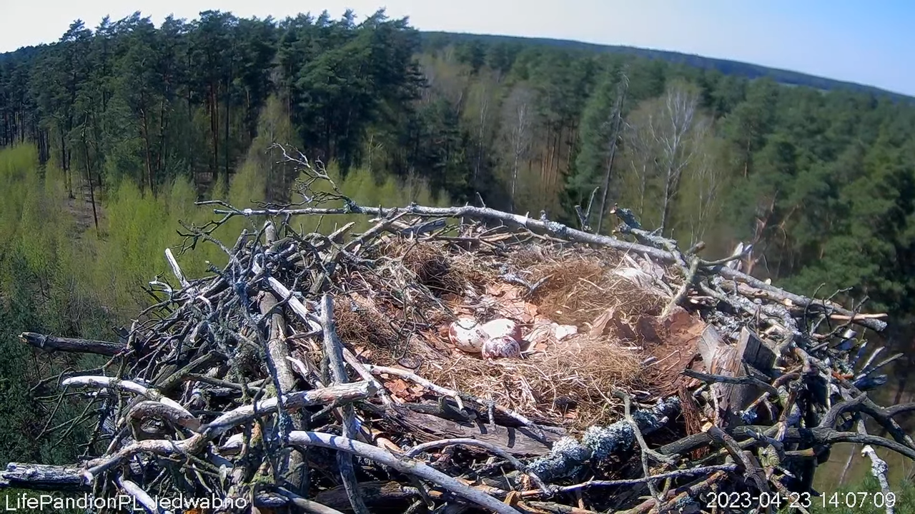 Zivjērgļi tiešsaistē Napiwodzko-Ramucka mežā 4-31-52 screenshot