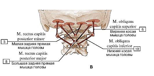 подзатылочные мышцы