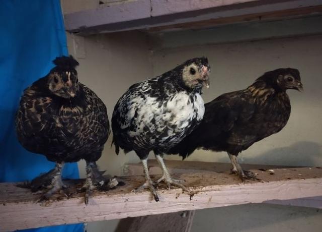 Papu Pippuri ja Mokka