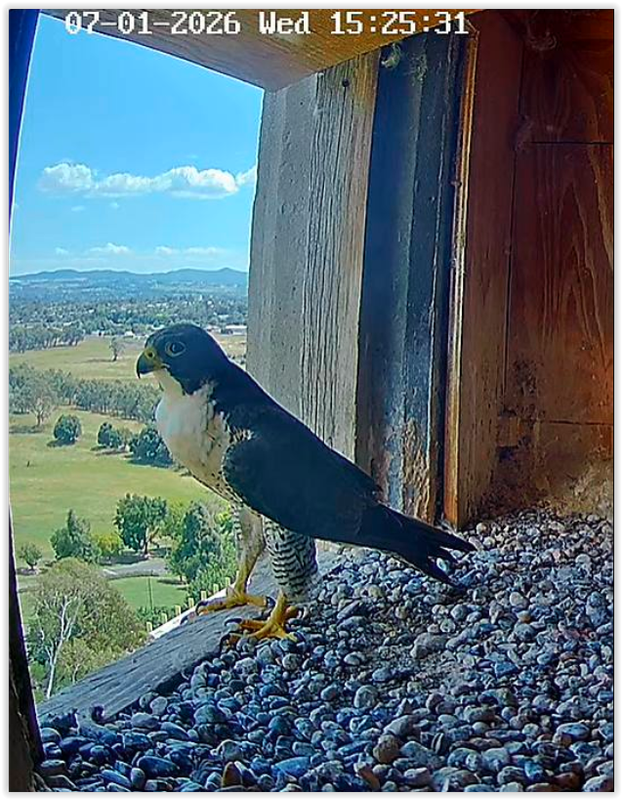 Screen Shot 01 07 26 at 08 55 AM