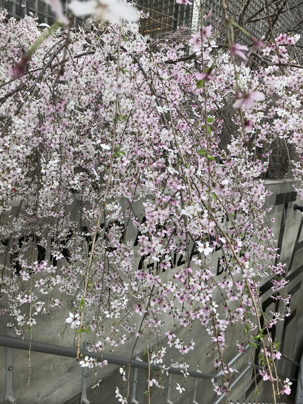 BAEB15C3-6A29-496A-8532-2E69C2301818