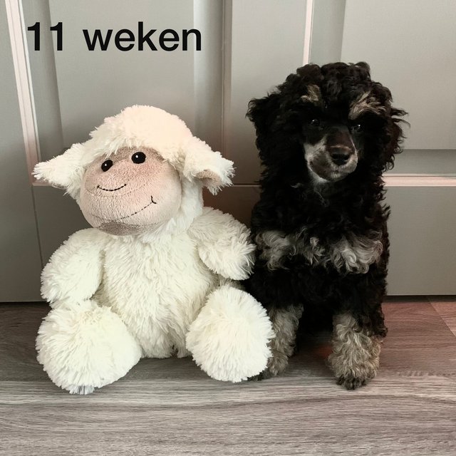 Afbeelding