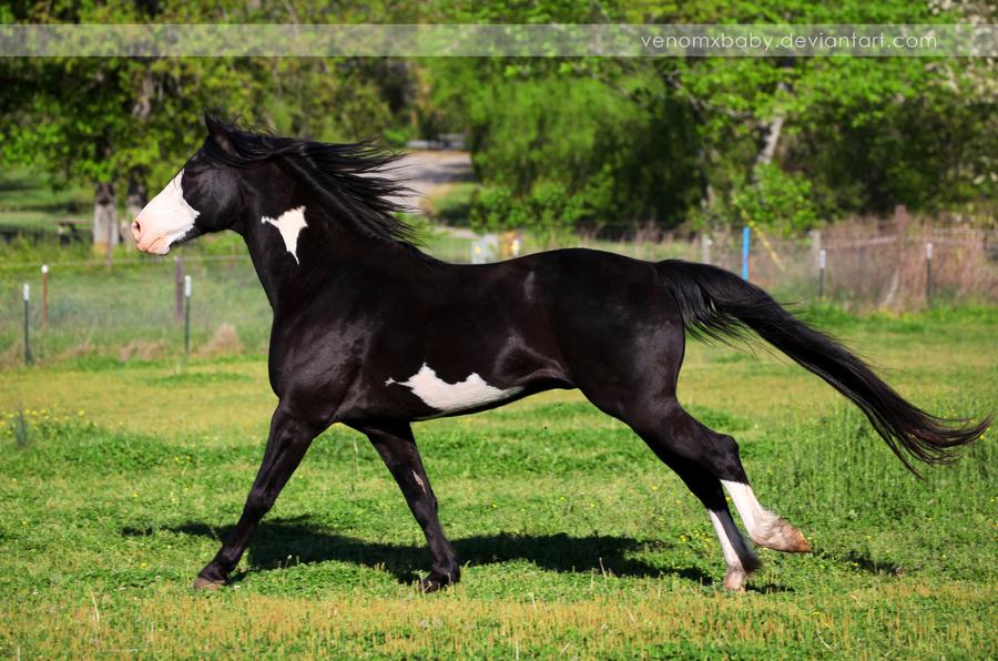 black-overo-stallion-2-by-venomxbaby-d4yff5l-fullview.jpg