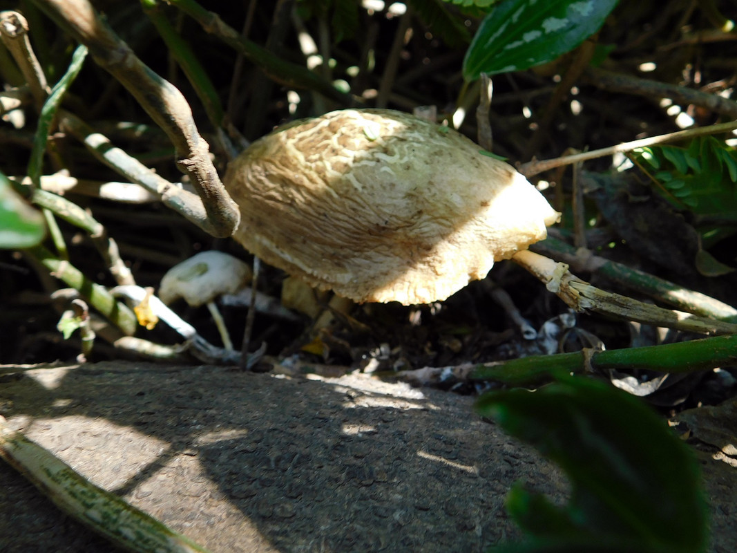 DSCN5183.jpg