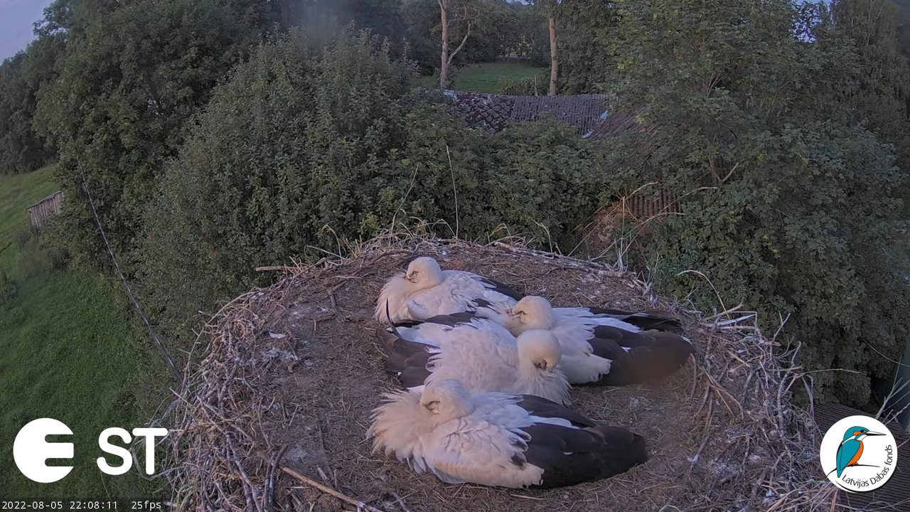 Baltie stārķi (Ciconia ciconia) Tukuma novadā - LDF tiešraide __ White storks in Tukums, Latvia 13-1