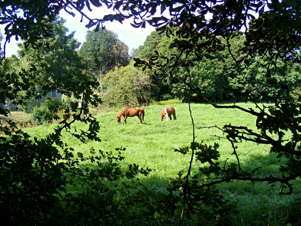 Horses-Berko-HD.jpg