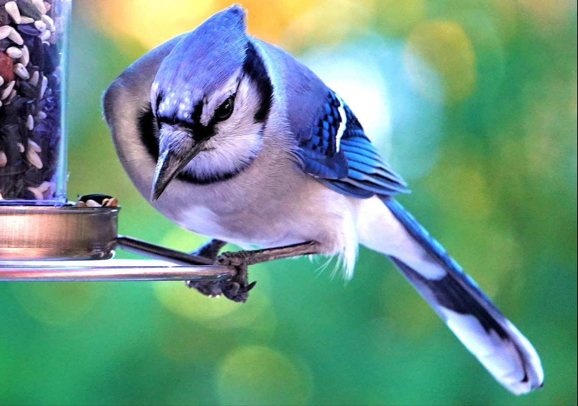 blue-bird-quebec.jpg