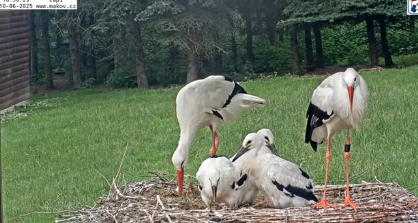 ScreenHunter_47367 Jun. 10 19.15