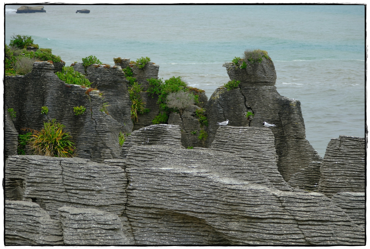 Paparoa NP: Paparoa Track (diciembre 2024) - Escapadas y rutas por la Nueva Zelanda menos conocida (54)