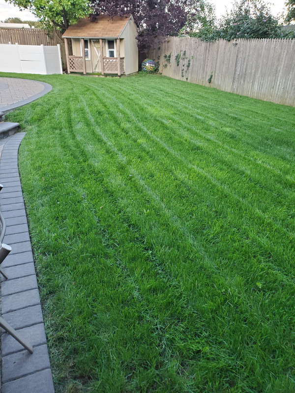 4th millenium and traverse 2 overseed | Lawn Care Forum