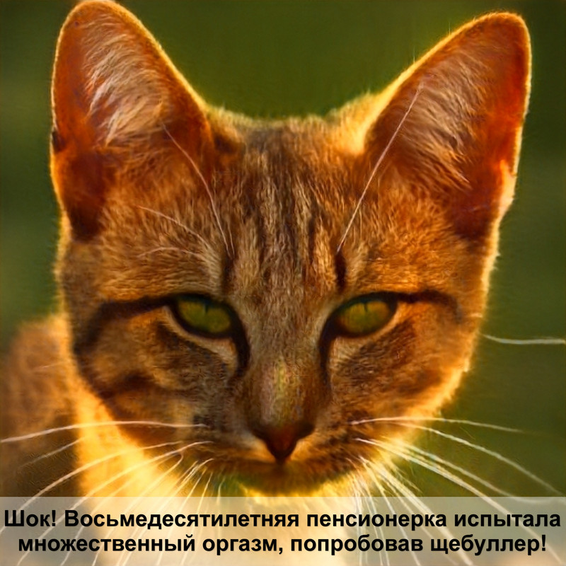 мейн кун и обычная кошка