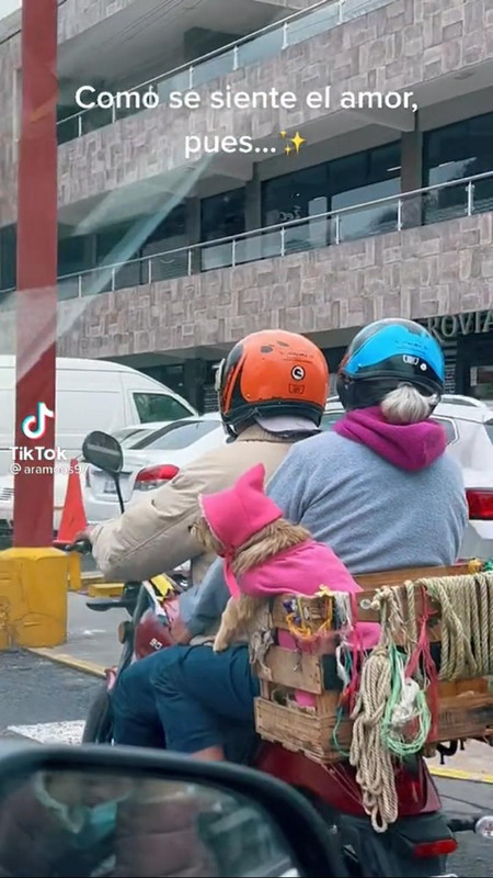 Motociclista se hizo viral en TikTok por transportar a su perrita