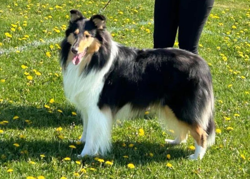 Pitkäkarvainen collie, Unicometa'n Black Beauty