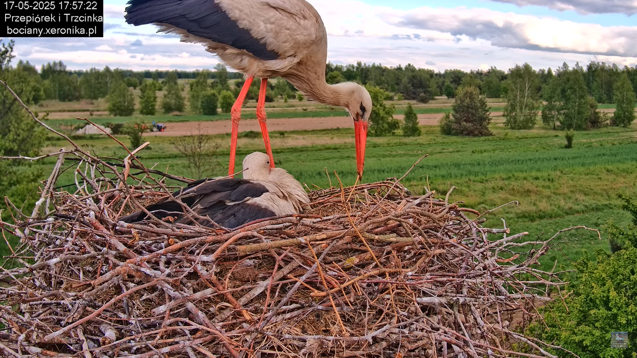 17052025bociany36