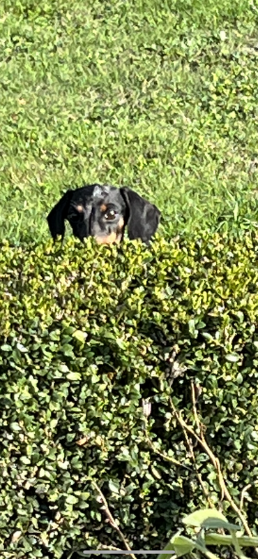 [Image: DC937-CCE-DD8-A-4469-8130-FFA543-A07066.png]