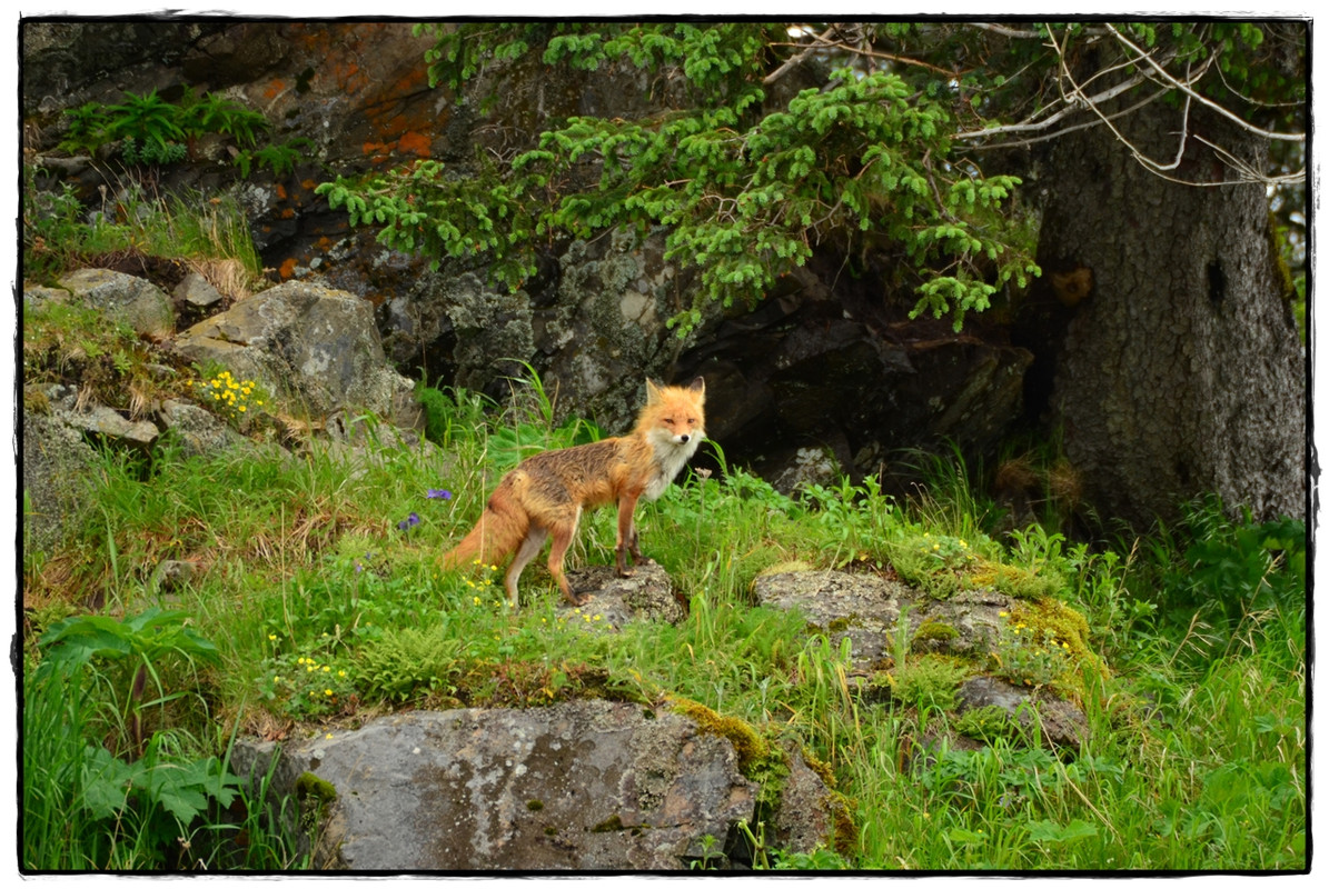 19 de junio. Osos a porrón en Lake Clark National Park - Alaska por tierra, mar y aire (14)