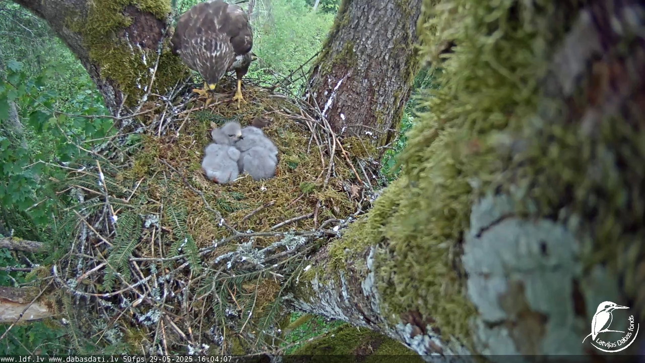 Melnās klijas (Milvus migrans) Kurzemē_ peļu klijāni (Buteo buteo) 12-32-12 screenshot