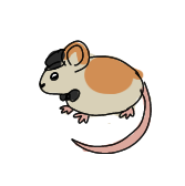 white and orange rat