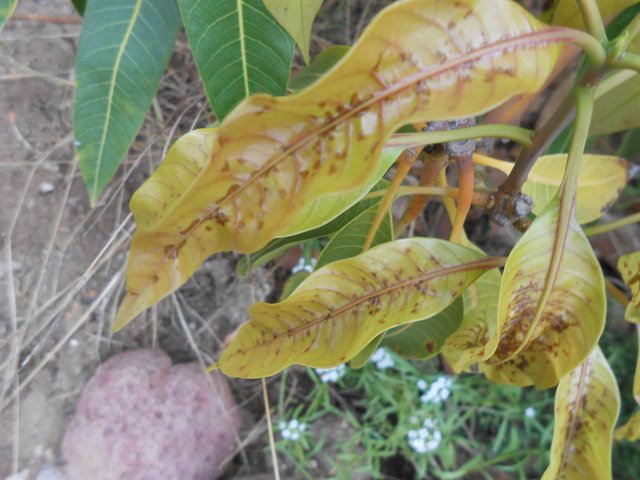 DSCN0519