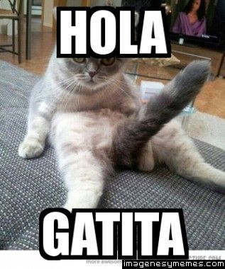 gatita