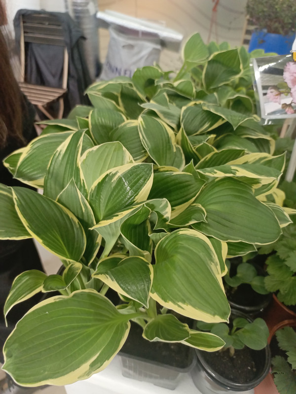 IMG_20250301_110224_113