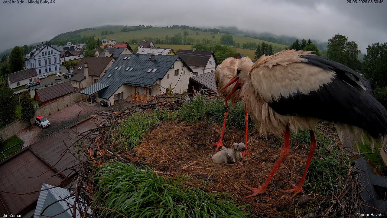 Živá kamera - Mladé Buky - čapí hnízdo 4K 12-2-21 screenshot