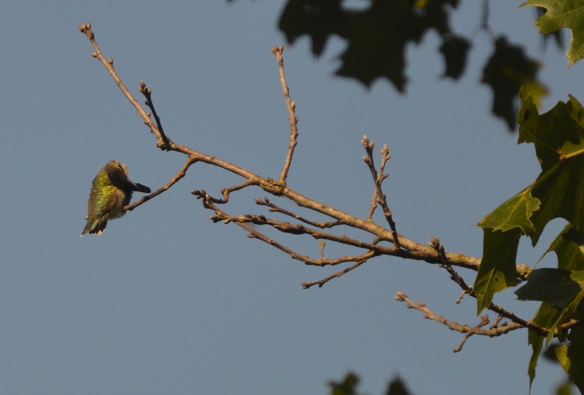 2021-8-18 Hummingbird in Tree (18)