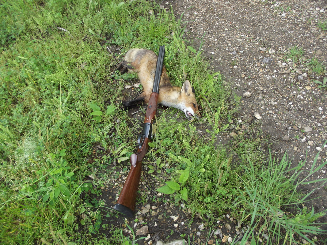 2013-5-22 Fox (2)
