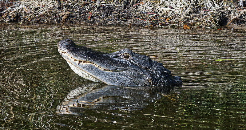 grey-crocodile.jpg