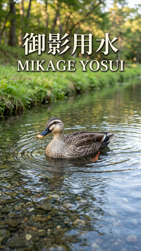 Mikage Irrigation Canal — Clear Water and Ducks Between Karuizawa and Miyota
軽井沢・御代田を流れる御影用水｜きれいな水とカルガモに出会える静かな場所