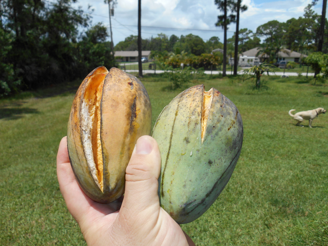 Lemon Zest Mangos 003