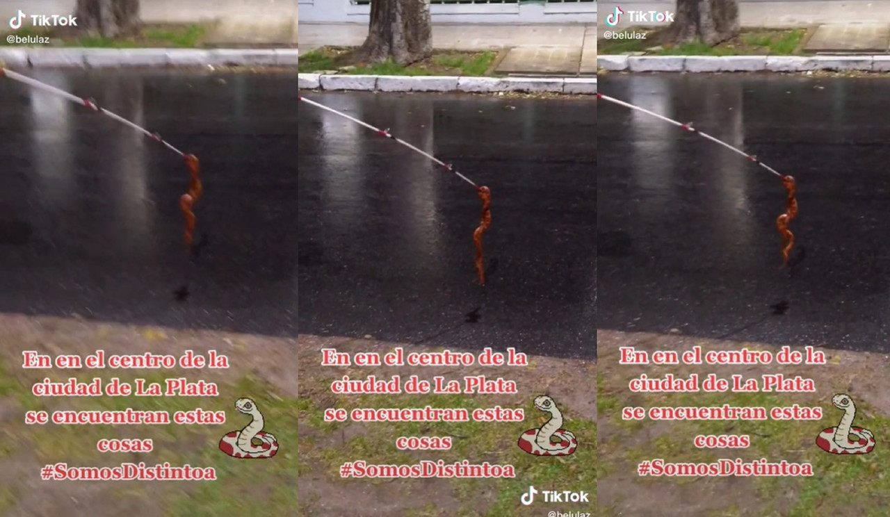 Víbora atascada en las ruedas de un auto causa terror y se hace viral en TikTok