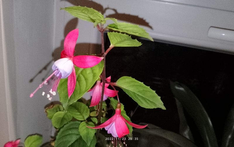 https://i.postimg.cc/02MR6VTd/szobai-fukszia-2022-11-23.jpg