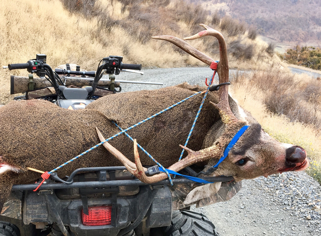 2017 3x4 blacktail