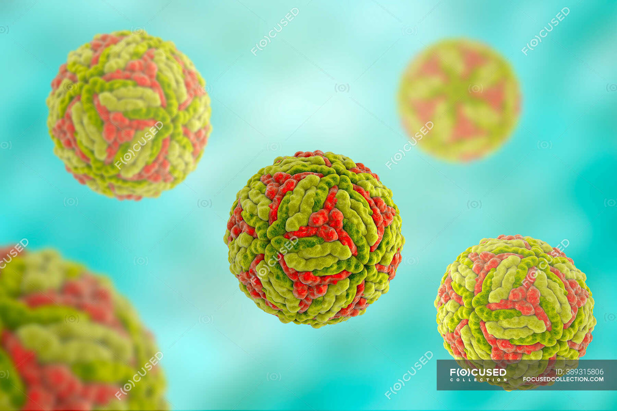Detectan en Australia cinco casos de encefalitis japonesa en humanos