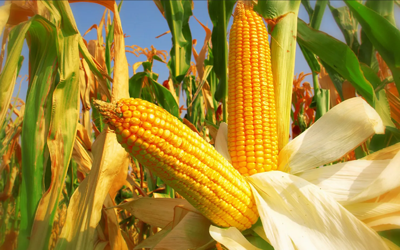 Maíz transgénico: EU buscará panel arbitral para resolver controversia con México