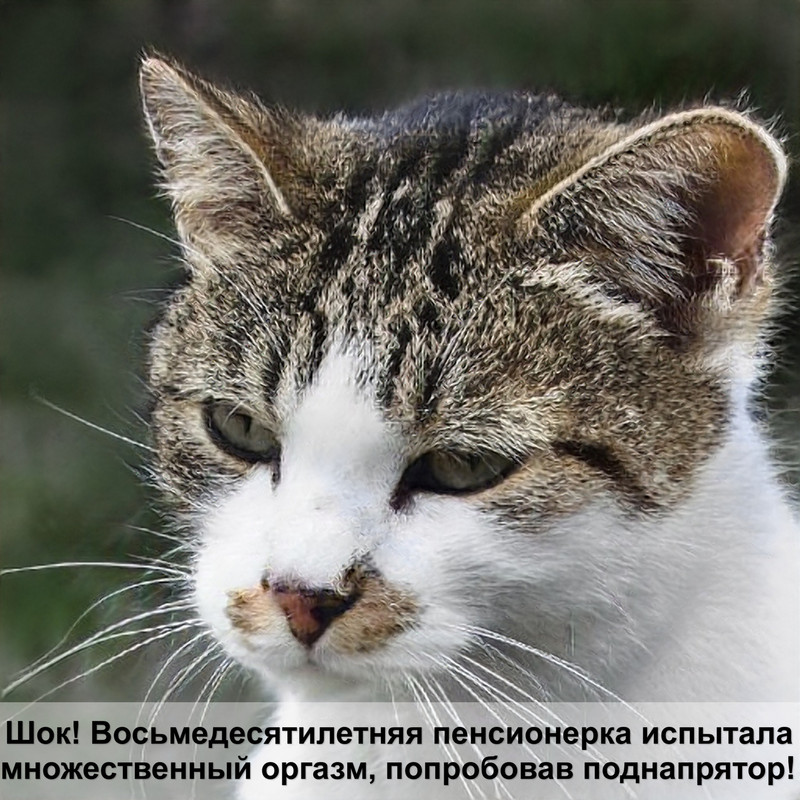 клещи у кота