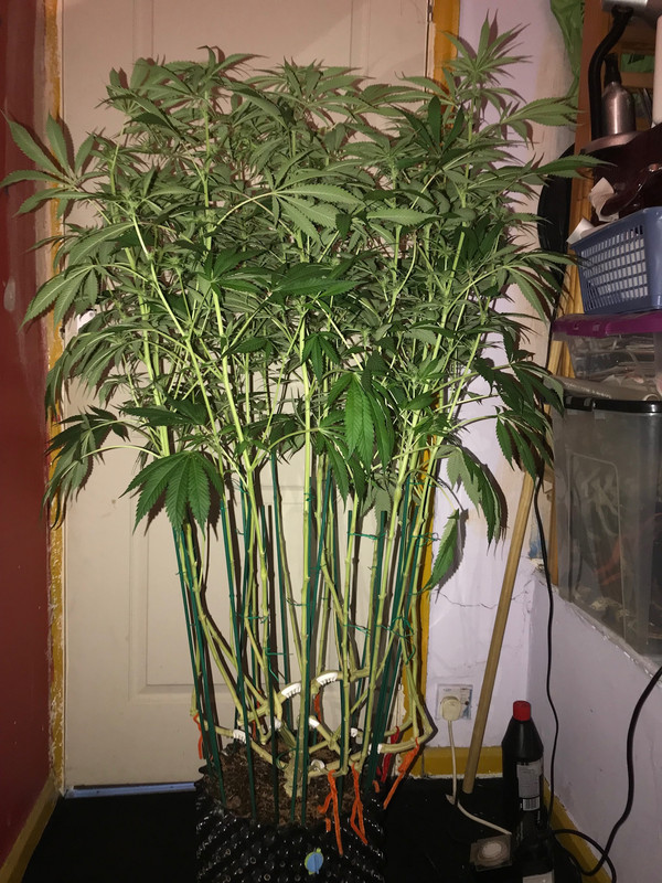 F43E2529-5723-4C0B-9A65-9267C9F73B66