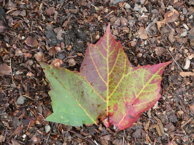 Parque Nacional de La Mauricie - DOS SEMANAS EN EL ESTE DE CANADÁ (ONTARIO Y QUÉBEC) (17)