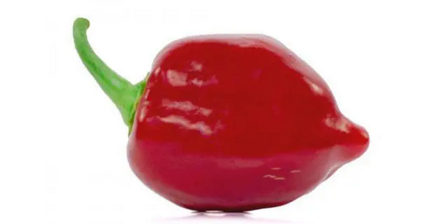 Red Savina Habanero