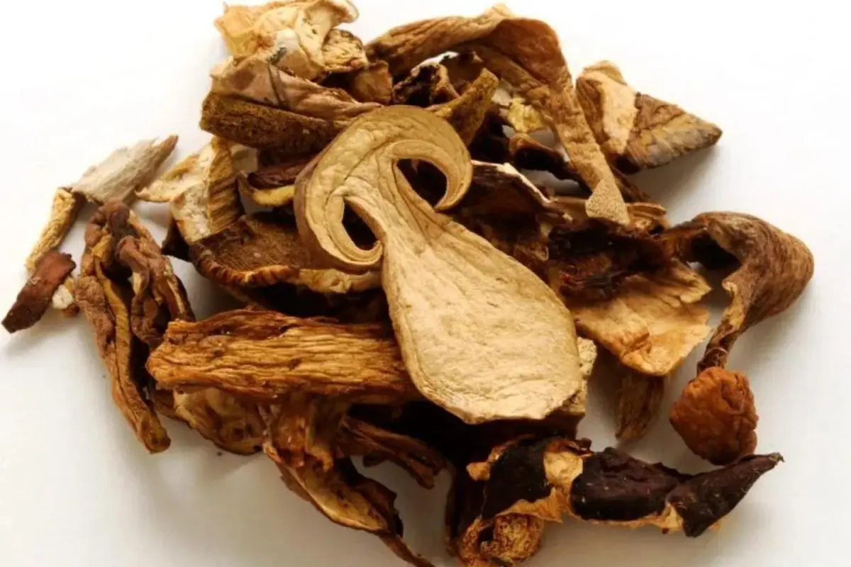 Porcini
