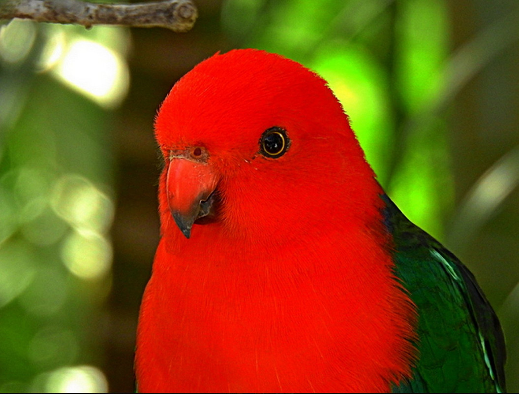 redaustralian-kingparrot.jpg