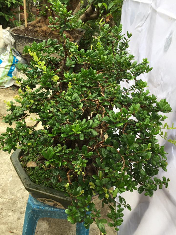 38173187_839853736204242_7401993083702738944_n