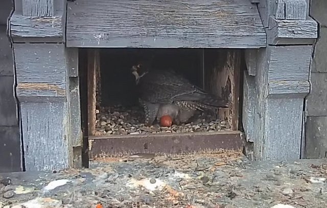 Les faucons pèlerins d'Illkirch-Graffenstaden. Lucky en Valentine. - Pagina 3 Przechwytywanie-w-trybie-pe-noekranowym-04-03-2021-180229