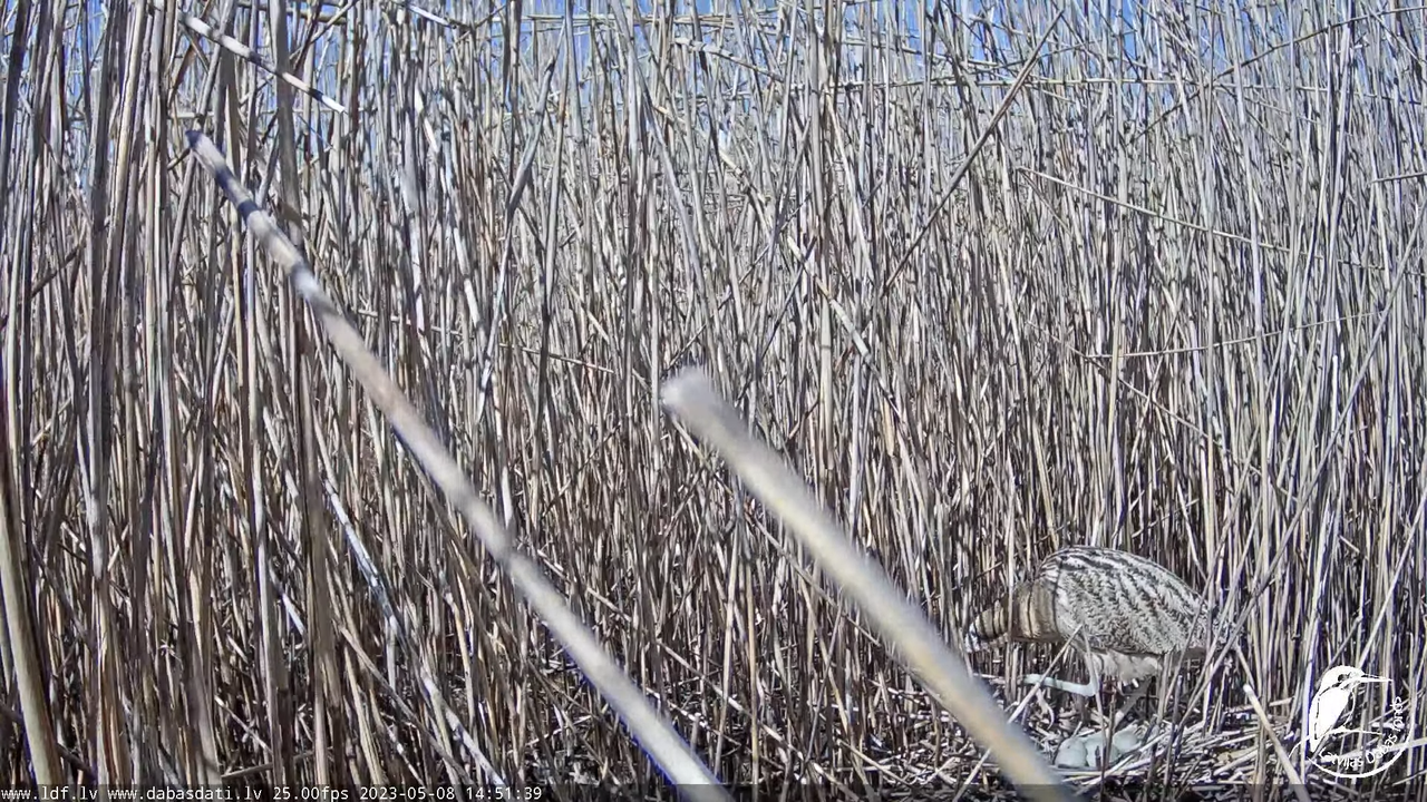 Lielais dumpis (Botaurus stellaris) Engurē - LDF tiešraide 5-45-59 screenshot