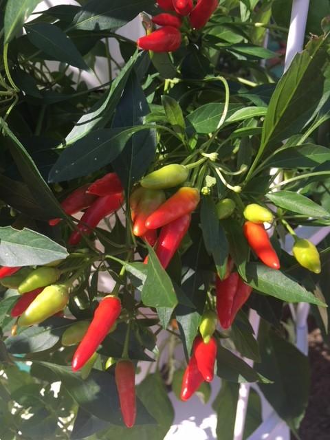 [Image: IMG-5184.jpg]