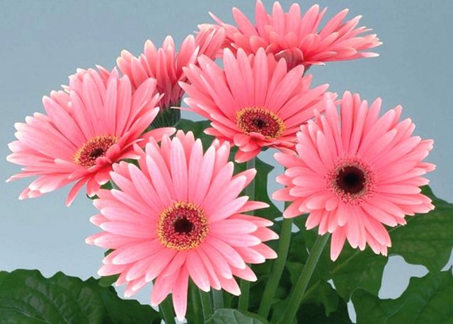 1615298520-2-p-gibridnaya-gerbera-obraz-2