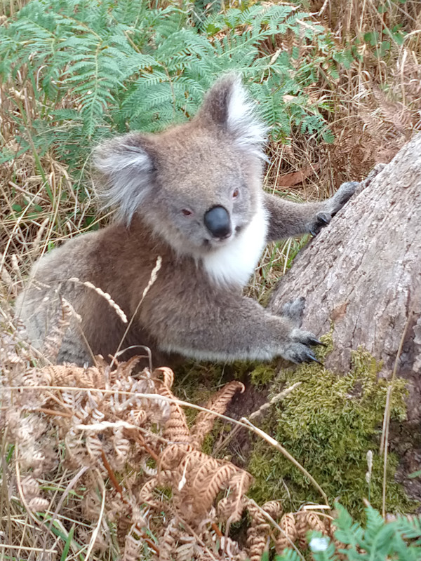 INICIAMOS LA GOR - BELLBRAE A PORT CAMPBELL - AUSTRALIA , "QUE GRAN PAIS" (7)